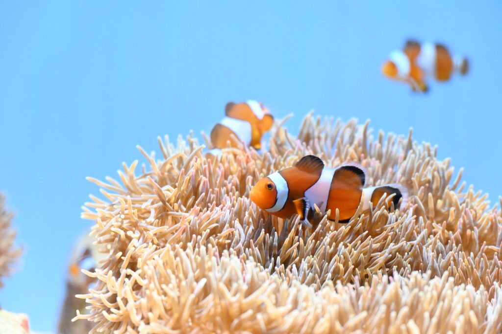 カクレクマノミ